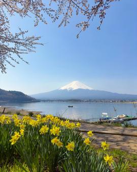 河口湖から富士山を眺める(春) 河口湖から富士山を眺める(春) 富士山,河口湖,山梨県の写真素材