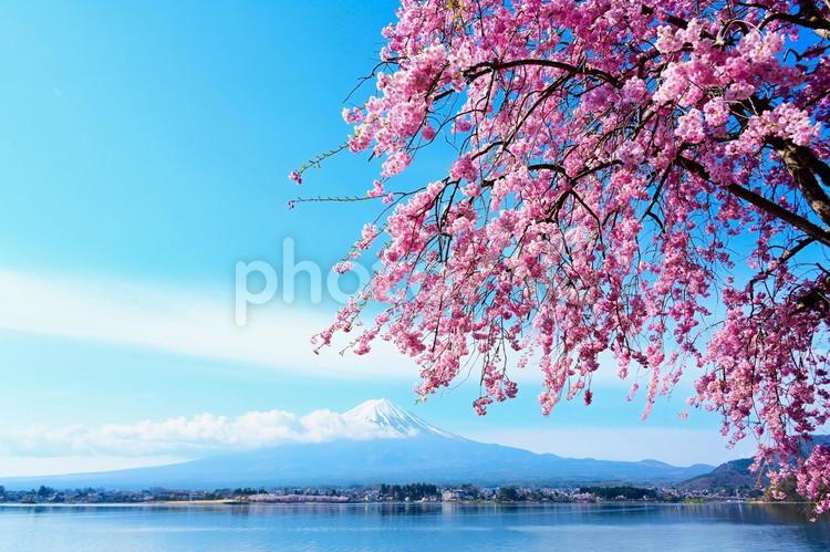 美しい冠雪の富士山と満開の桜 富士山,冠雪,桜の写真素材