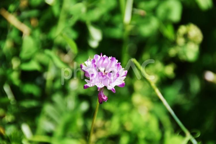 レンゲソウ（蓮華草） れんげ草,ピンク,春の写真素材