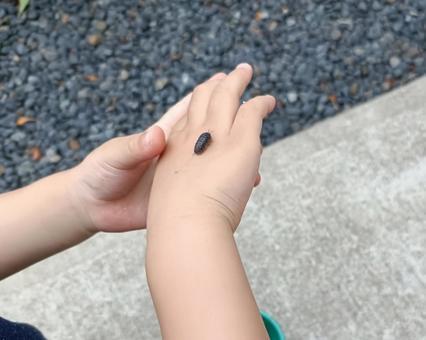 ダンゴムシを手の甲に ダンゴムシを手の甲に ダンゴムシ,昆虫,子供の写真素材