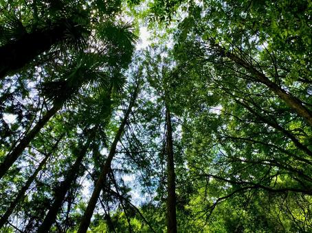 Photo, mountain, natural, green, 
