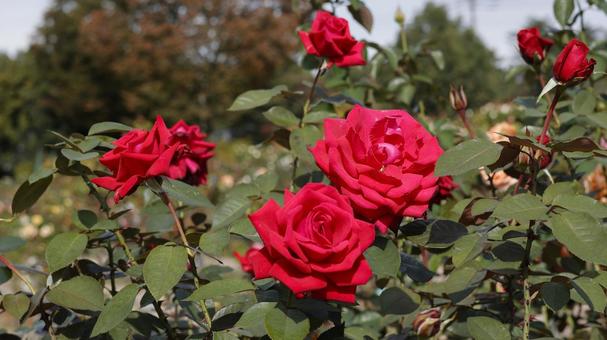 【花の写真】ばらの花 rose,植物,園芸の写真素材