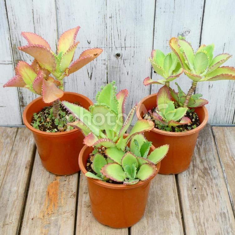 ハカラメ　子宝草　マザーリーフ 葉,多肉植物,ハカラメの写真素材