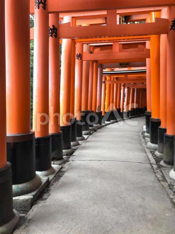 伏見稲荷赤のトンネル 京都,伏見稲荷,伏見稲荷大社の写真素材