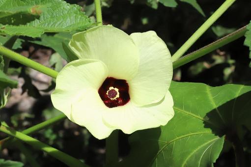オクラの花 オクラの花の写真