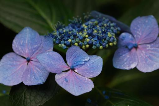 ガクアジサイ ガクアジサイ,紫陽花,装飾花の写真素材