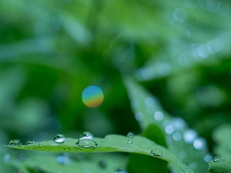 雨の雫が美しいコウヤワラビの葉 雨の雫が美しいコウヤワラビの葉の写真
