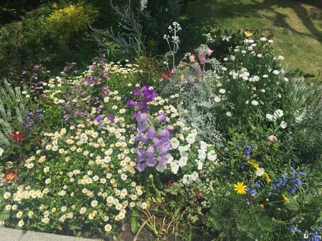 山下公園 ローズガーデン 神奈川県,背景,壁紙の写真素材