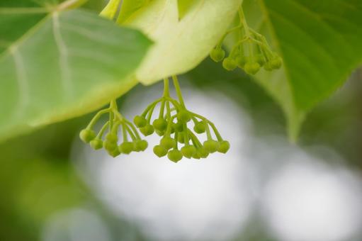 Bodhi tree⑴, JPG Bodhi tree⑴, JPG