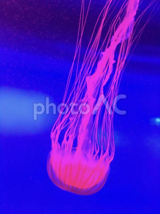 水槽の中で泳ぐ美しいクラゲ クラゲ,海月,幻想的の写真素材