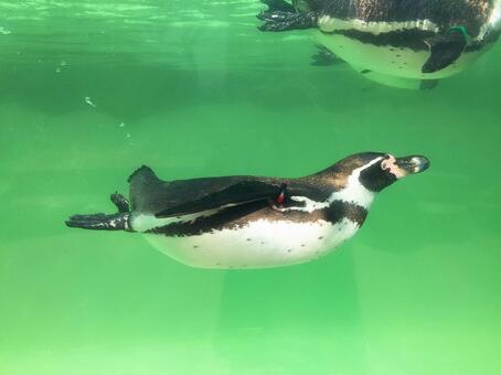 ペンギン 動物,泳ぐ,水槽の写真素材