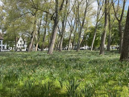 ベギン会修道院 ベギン会修道院 ブルージュ,修道院,ベルギーの写真素材