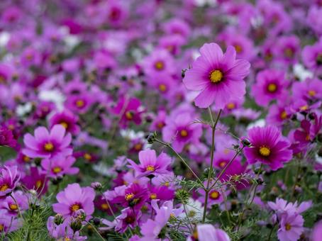 コスモス コスモス コスモス,お花,植物の写真素材