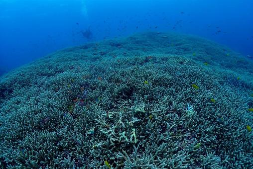 沖縄・西表島 青い海と珊瑚礁 沖縄・西表島 青い海と珊瑚礁 スキューバダイビング,ダイビング,珊瑚礁の写真素材