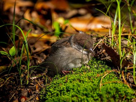 地面を歩くスズメの若鳥 地面を歩くスズメの若鳥の写真