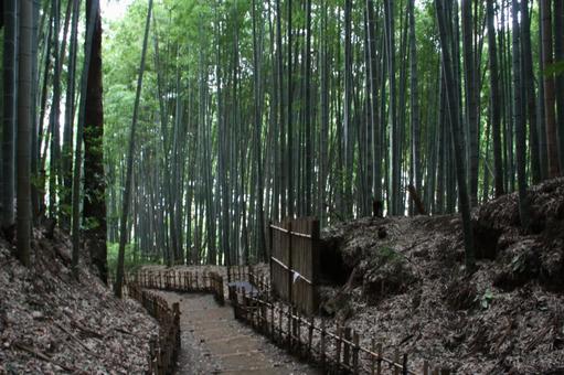 竹林の道@ひよどり坂 竹林の道@ひよどり坂 竹林,ひよどり坂,坂道の写真素材