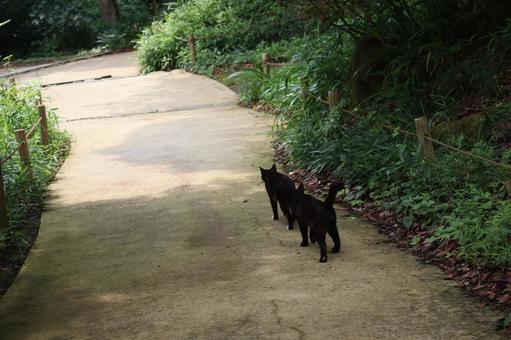 2匹の黒猫のゆく道 2匹の黒猫のゆく道の写真