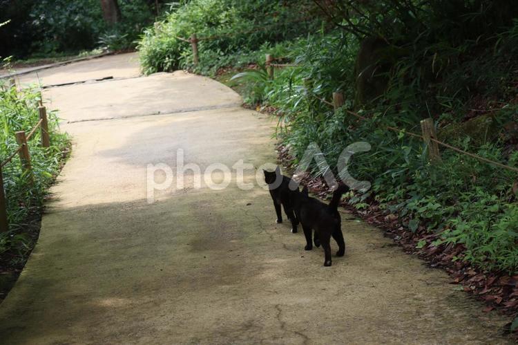 2匹の黒猫のゆく道 2匹,黒猫,ゆくの写真素材
