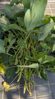 枝豆の収穫 枝豆の収穫 枝豆,家庭菜園,野菜の写真素材