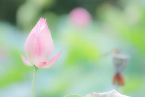 ハスの花 ハスの花の写真