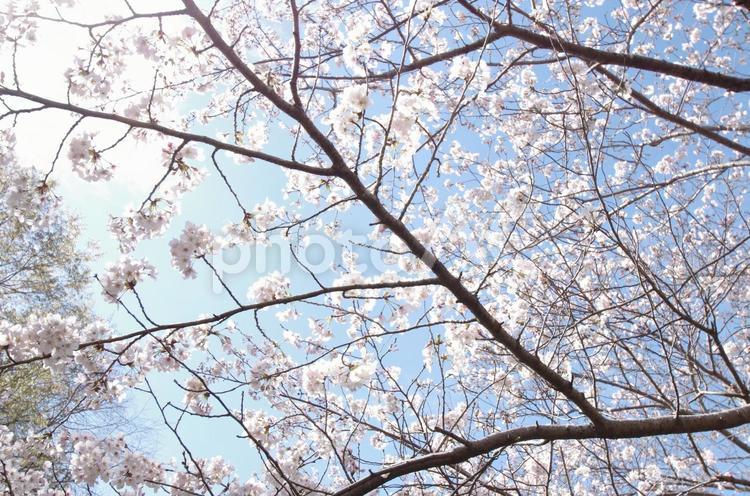 下から見上げたサクラの花 サクラ,満開,見上げるの写真素材