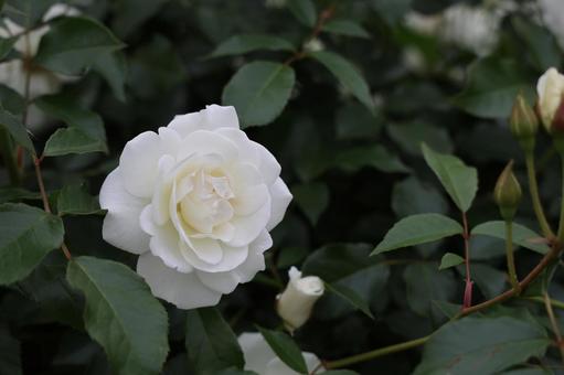 緑葉に映える白バラとつぼみ バラ,薔薇,白の写真素材