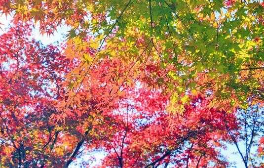 鮮やかなもみじの紅葉 紅葉,もみじ,秋の写真素材