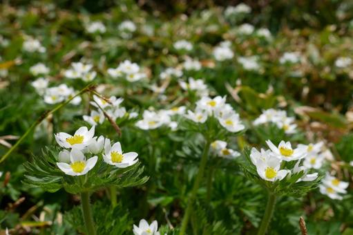 ハクサンイチゲのお花畑の写真