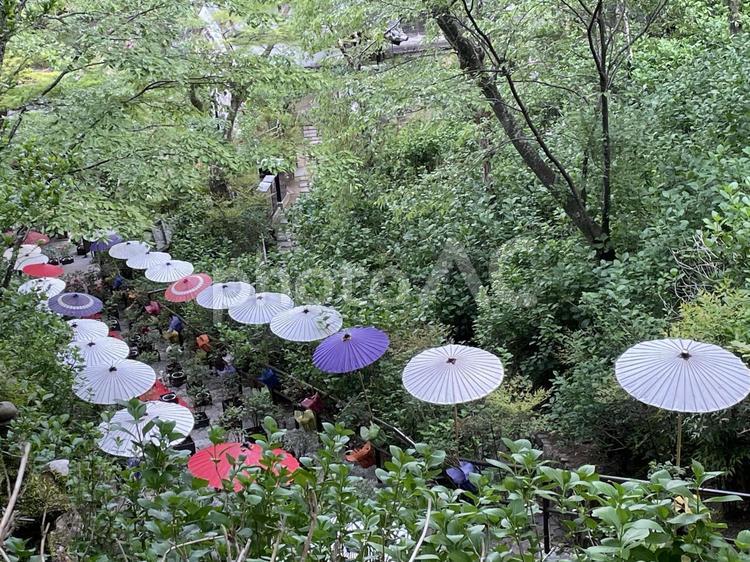 奈良　長谷寺　ぼたん回廊 ぼたん回廊,和傘,傘の写真素材