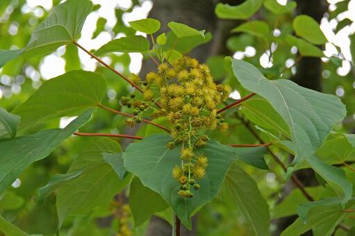 イイギリ イイギリ,飯桐,椅の写真素材
