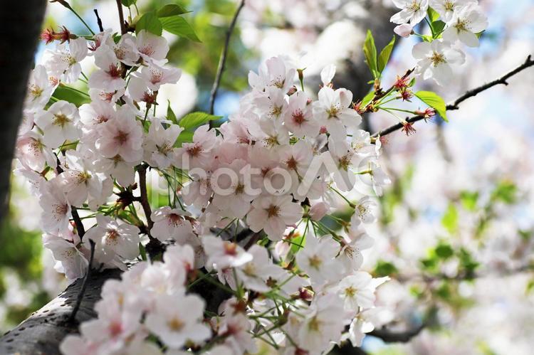 公園に咲く満開の美しい桜の花 桜,桜の花,桜の木の写真素材