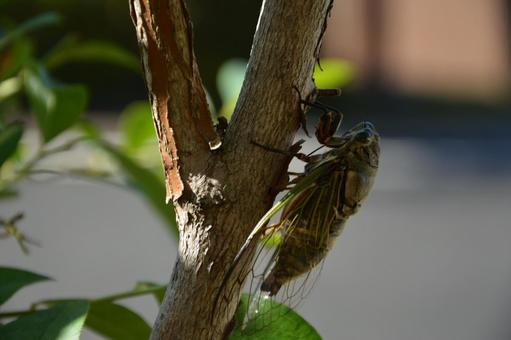A cicada perched on a tree, kumazumi, cicadas, wood, JPG