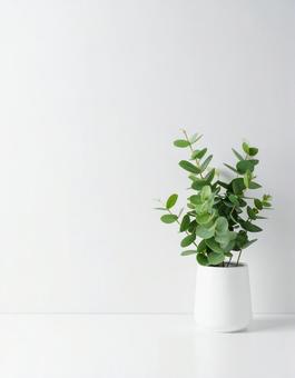 観葉植物と白い壁 観葉植物と白い壁の写真