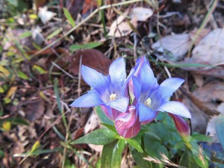 矢祭山に咲いていたリンドウ 矢祭山に咲いていたリンドウ リンドウ,野草,植物の写真素材