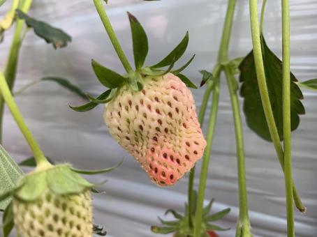 いちごの写真