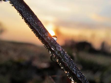 水滴と朝の光の風景 水滴,しずく,雨の写真素材