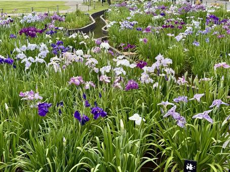 堀切菖蒲園 曇り空の下咲き誇る花菖蒲 堀切菖蒲園 曇り空の下咲き誇る花菖蒲 癒し,壁紙,花畑の写真素材