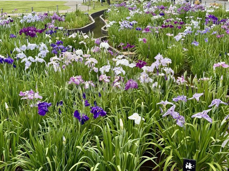 堀切菖蒲園　曇り空の下咲き誇る花菖蒲 癒し,壁紙,花畑の写真素材