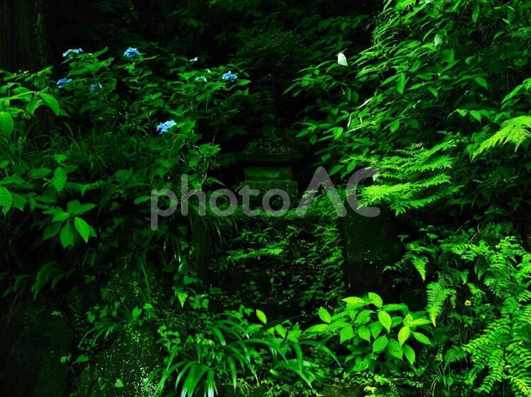 アジサイと地蔵 アジサイ,地蔵,緑の写真素材
