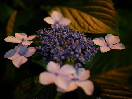 紫陽花 ライトアップ 紫陽花 ライトアップの写真