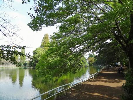 Photo, musashi kinen park, park, wood, 