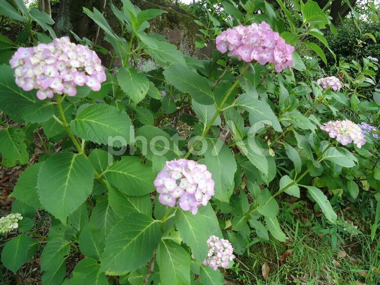 アジサイ　あじさい　紫陽花 あじさい,しょか,しょくぶつの写真素材