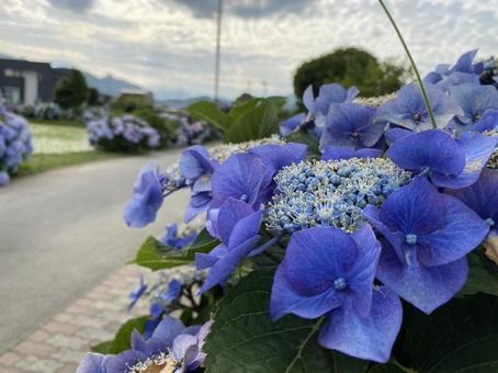 紫陽花 紫陽花の写真