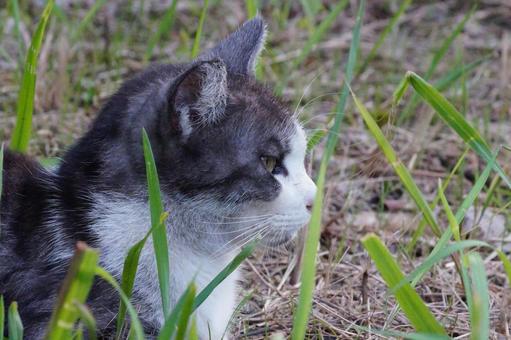 ねこ ねこの写真