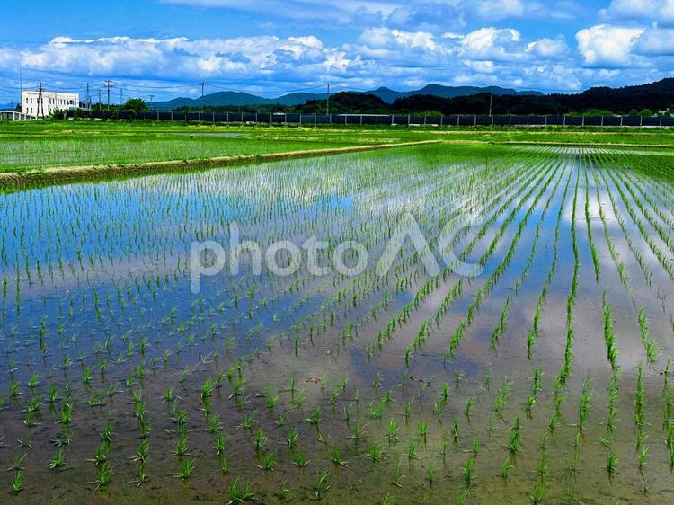 日本の田園風景 田んぼ,田園,米作りの写真素材