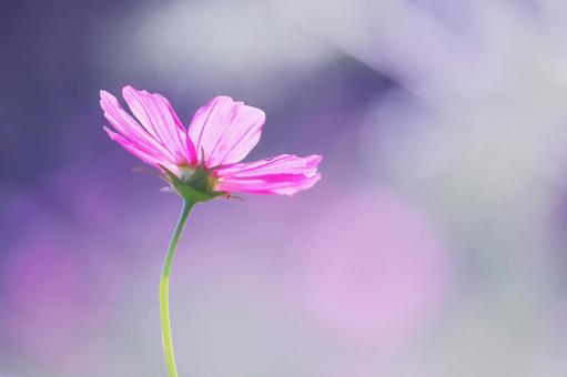 コスモスの花のある風景 コスモスの花のある風景の写真