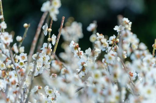 春を告げる白梅の花 白梅,梅,花の写真素材
