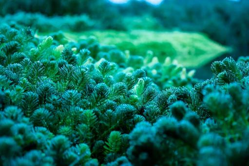 川の辺りの景色 川の辺りの景色 自然,植物,草の写真素材