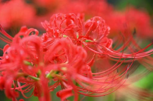 彼岸花のクローズアップの写真