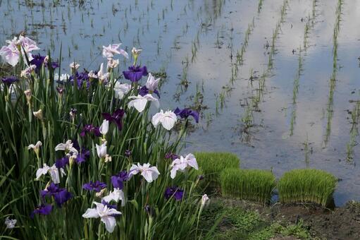 田植え頃 田植え頃の写真